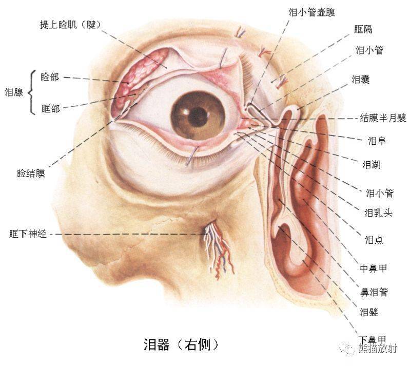 颅面颈部颅面骨眼眶腮腺等详细解剖图谱