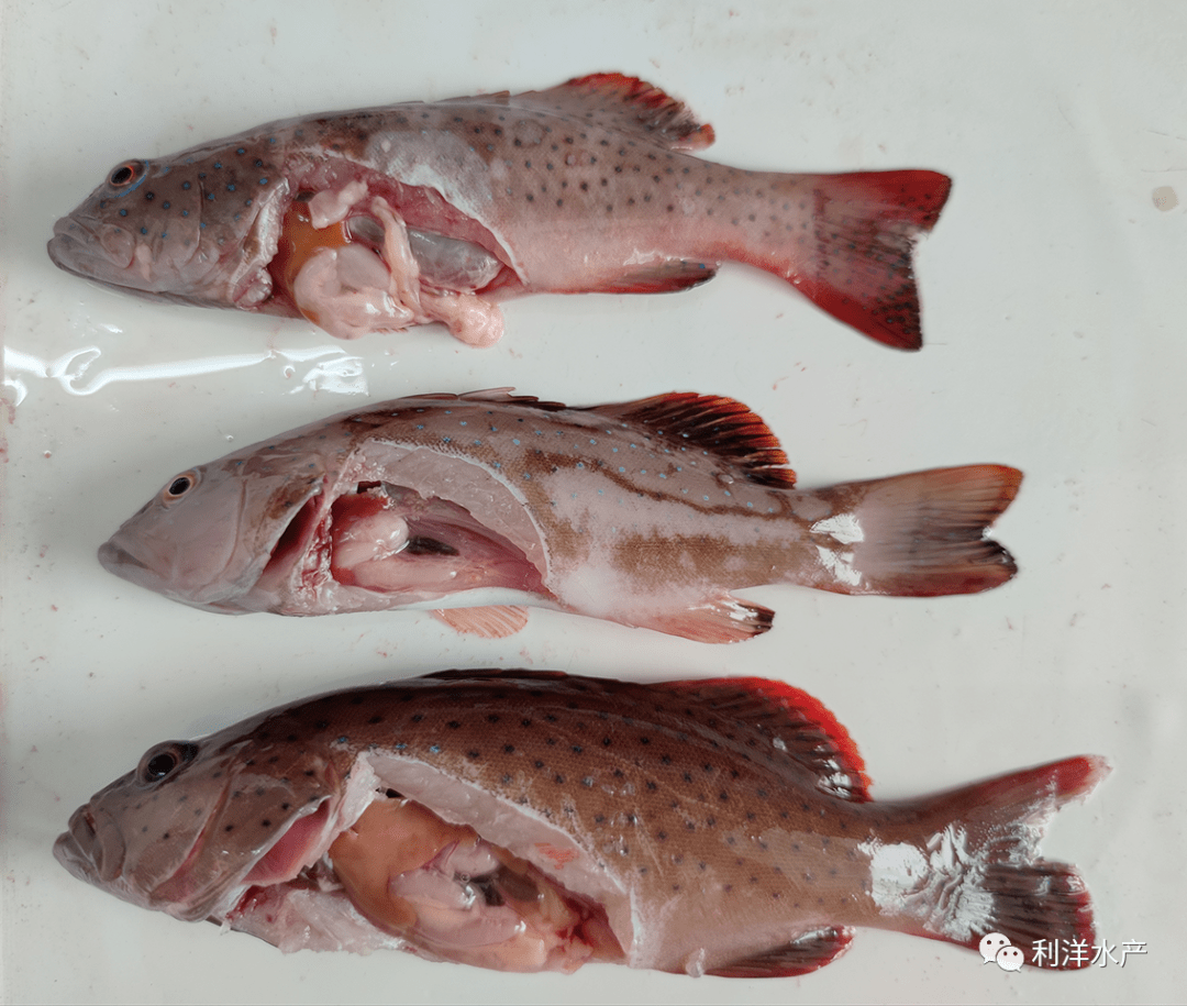 【海水鱼专题】东星斑冬季常见烂身问题解析_养殖