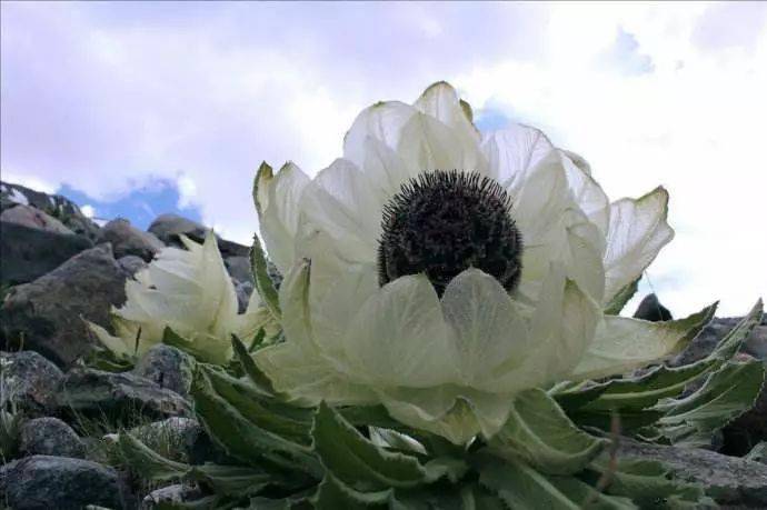 十大超耐寒花卉_雪莲花