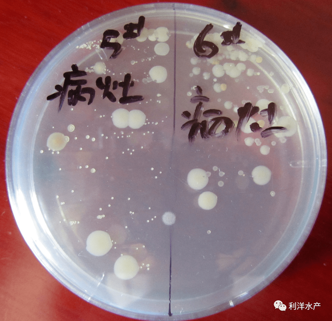 卟啉单胞菌属图片