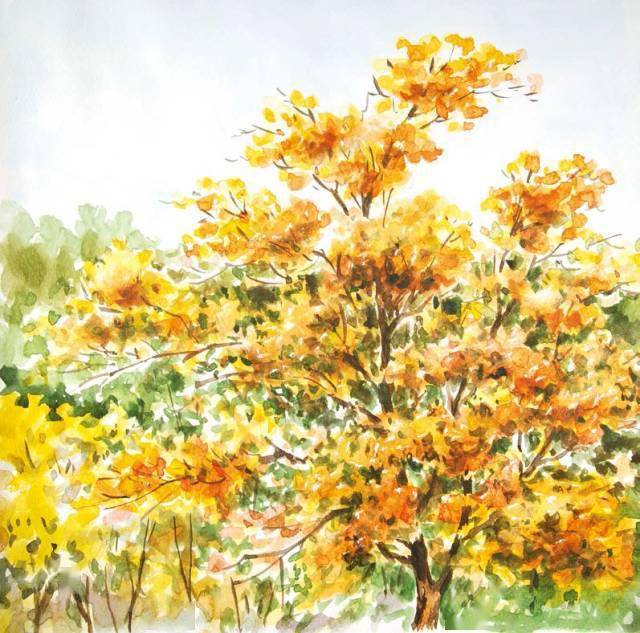 水彩技法解析干画法满满的干货收藏