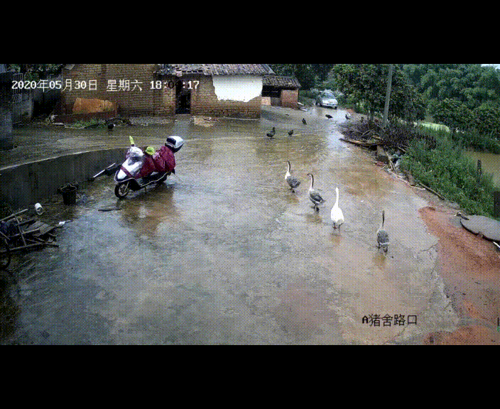 周柏(51岁,化名)是一名农村养猪专业户,有两个小养猪场,顺带着养些