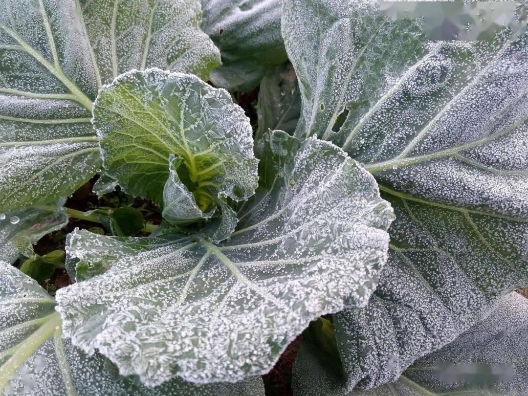 美艳永定土楼落霜了