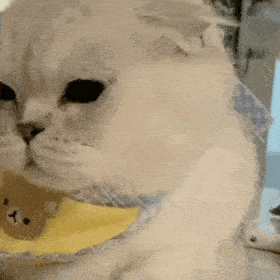 猫甩蛋蛋表情包图片