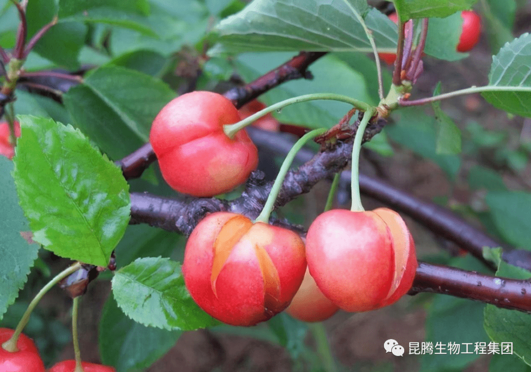 裂果症状裂果是果实生长发育进入后期出现的一种生理失调现象,裂果