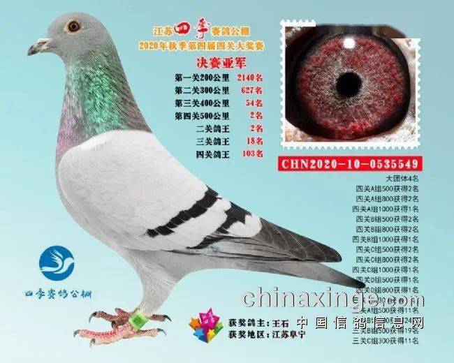 今天直播江苏四季公棚获奖鸽拍卖