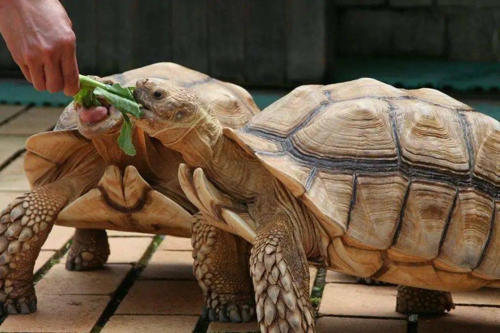 豹斑陆龟豹斑陆龟是一种具有明显斑纹的大型乌龟,主要分布在非洲沙
