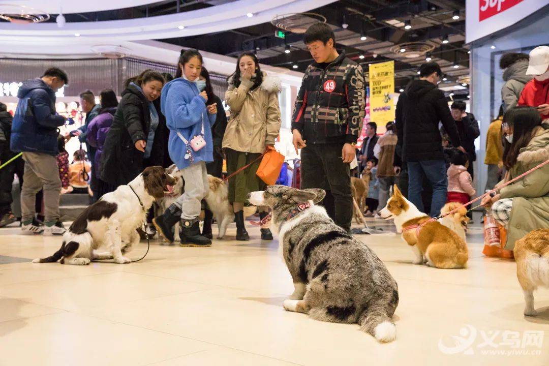 精彩回顾2021年首届萌宠比赛圆满落幕