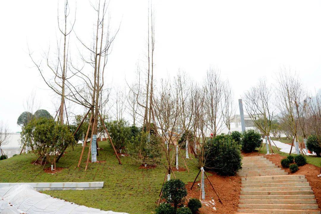 快看金堂山城市公园东山大草坪景观即将呈现