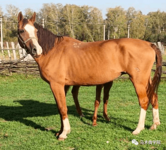 金色战马顿河马