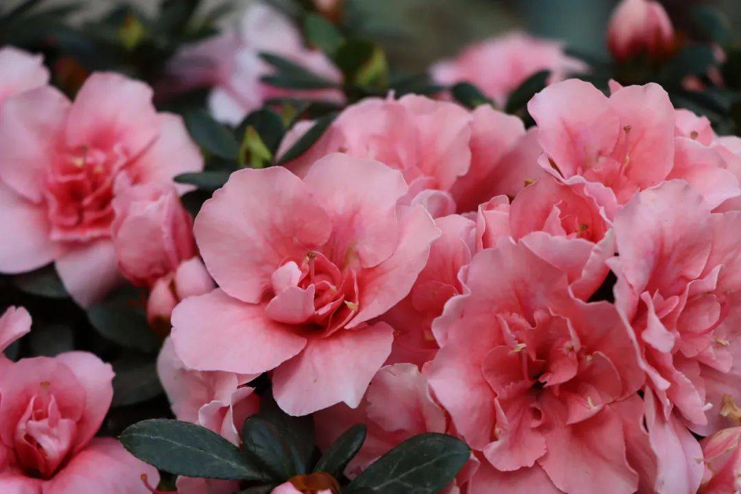 彩色新年:春天还会远吗?_腊梅