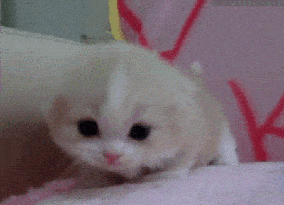 【猫猫表情包】猫咪动图表情包