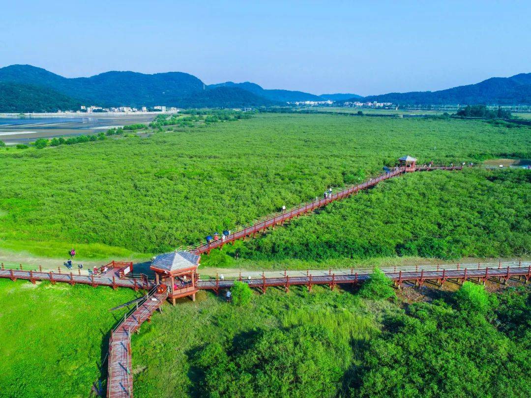 阳江红树林湿地公园图片