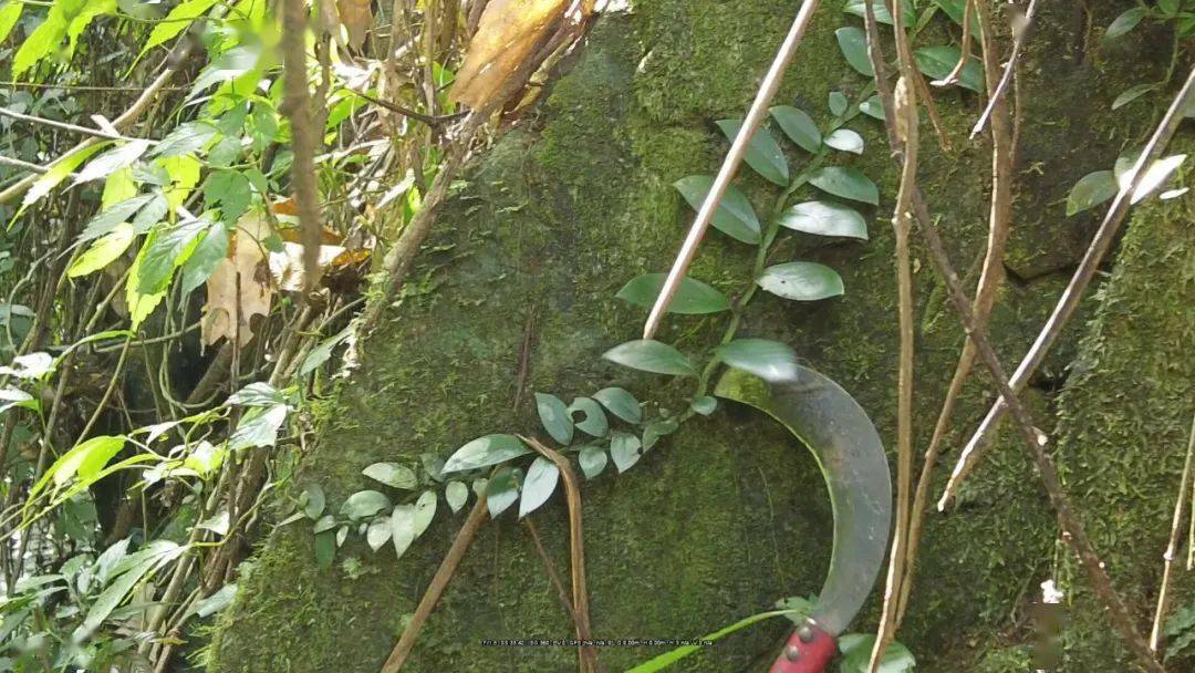 因此,壮乡人一直尊称狮子尾为天降神药.