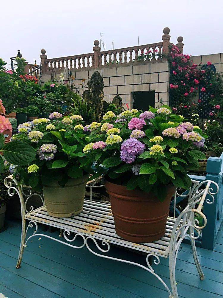 美美美花友自建240平楼顶花园美爆了