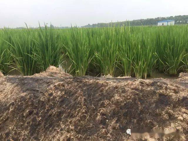 这是齐穗时的重度盐碱地使用全营养有机套餐肥的水稻植株.