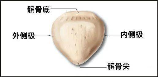 髌骨底膝关节触诊侧副韧带和后部关节囊的功能是维持膝关节在额状面的