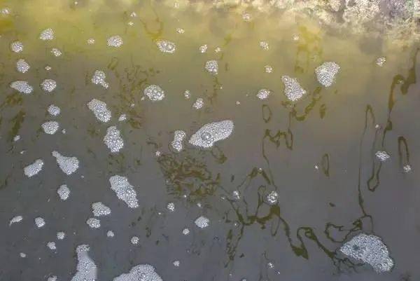 【水质】养出了一个良好水色后,如何维持