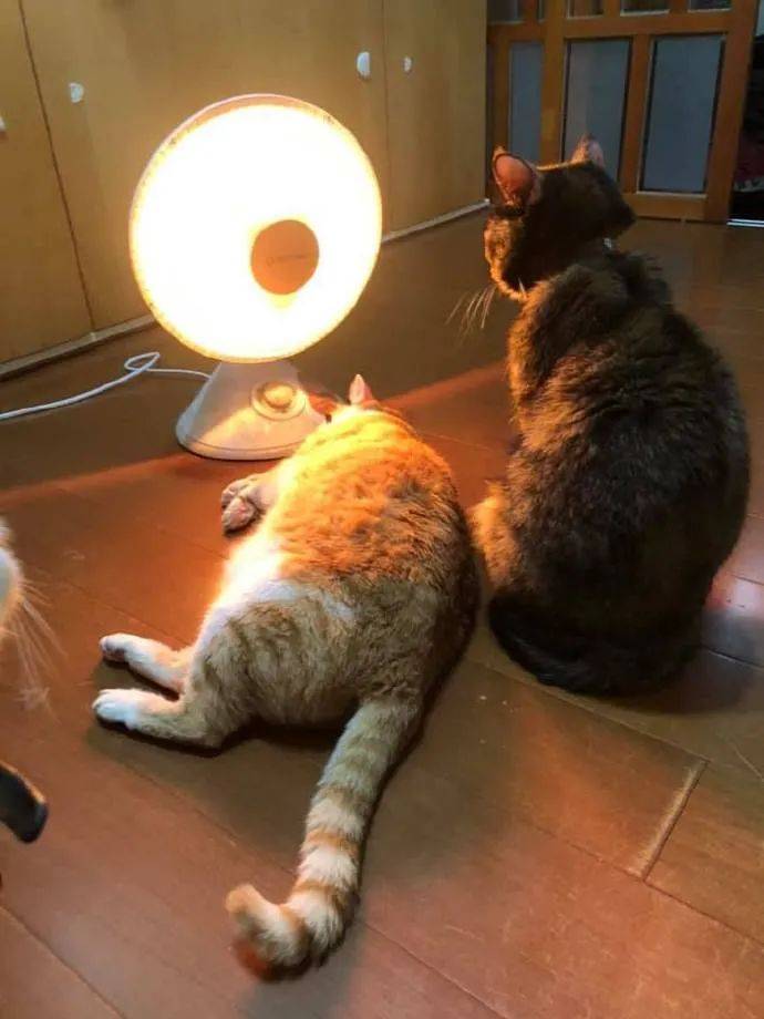 猫咪烤小太阳,竟然懂得自己翻面
