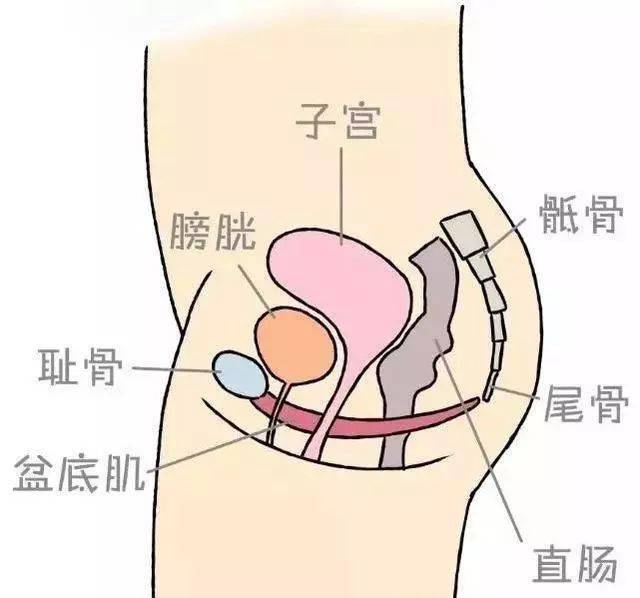 女性膀胱在身体位置图图片