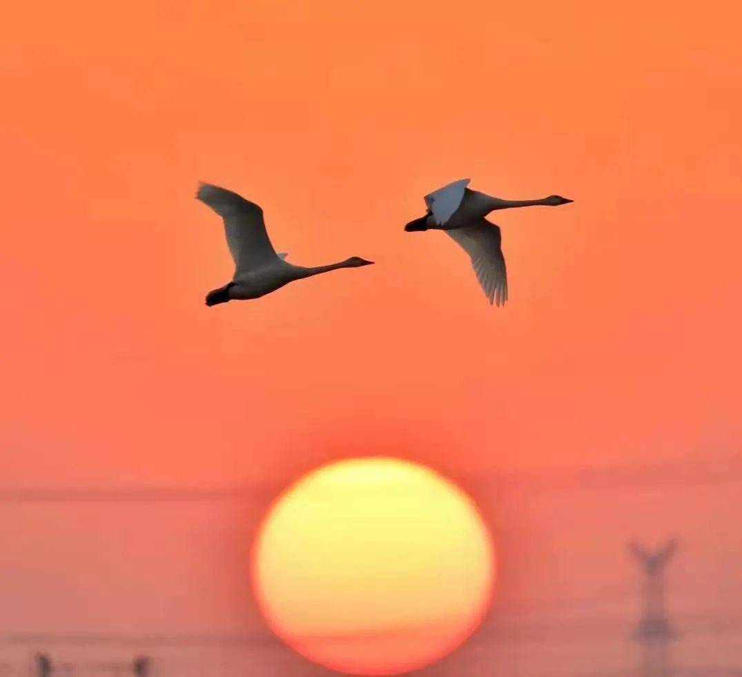 晚霞映影天鹅飞翔一一淮南蔡诚塘