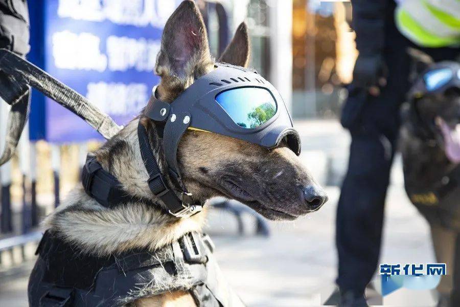 21世纪新警犬图片