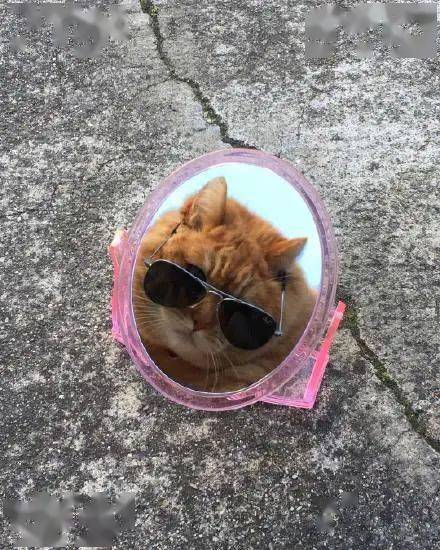 镜子 帽子 墨镜组合如果把道具全都弄上,橘猫的小脸都快遮住了.