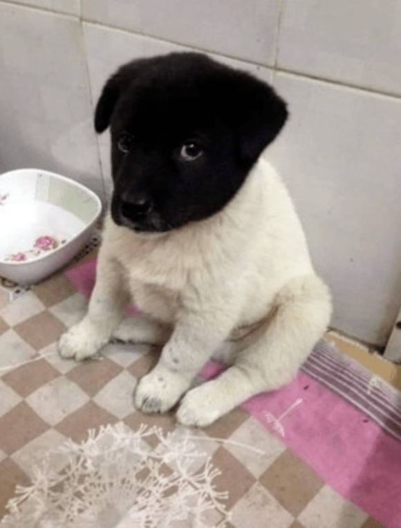 网红黑头小狗长大了看到它现在的样子笑尿了