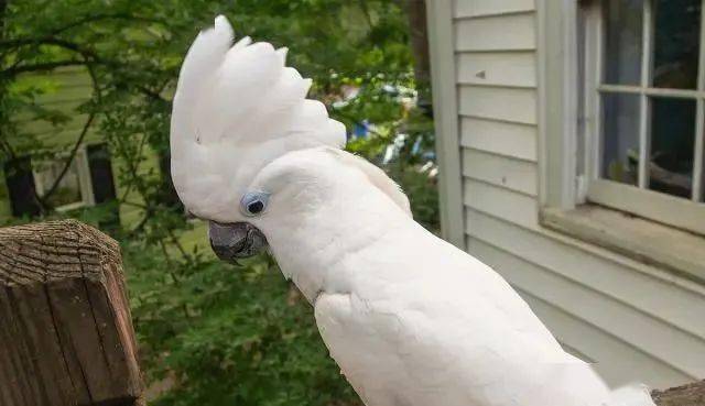 有人集齐了9种白色凤头鹦鹉,网友:好多不认识_头冠