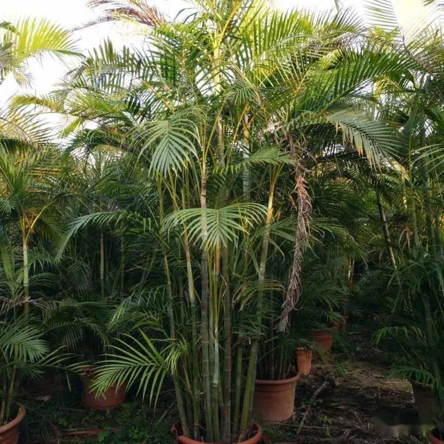 盆栽散尾葵叶子发黄的治疗黄叶怎么回事