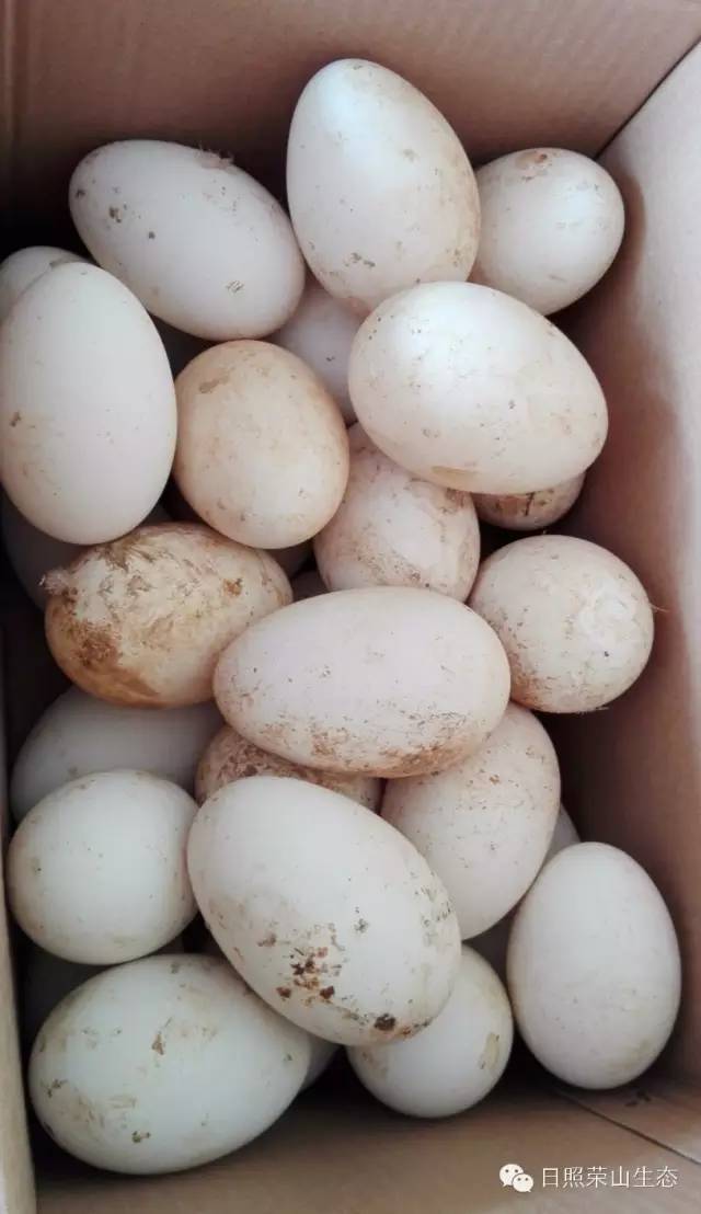 鹅蛋的民间小偏方