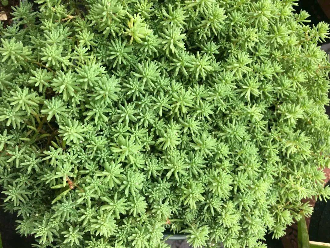 养不死的4种花掐根枝爆出一大片堪比生物入侵