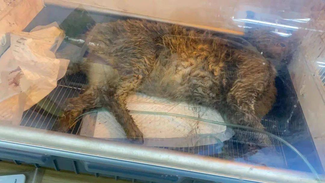 猫咪被熊孩子虐待后丢弃街头只剩最后一口气它不甘心这样卑微的死去