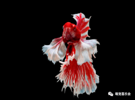 攒了一波观赏鱼斗鱼的问题,集中回答一下,纯接地气的养鱼技术贴