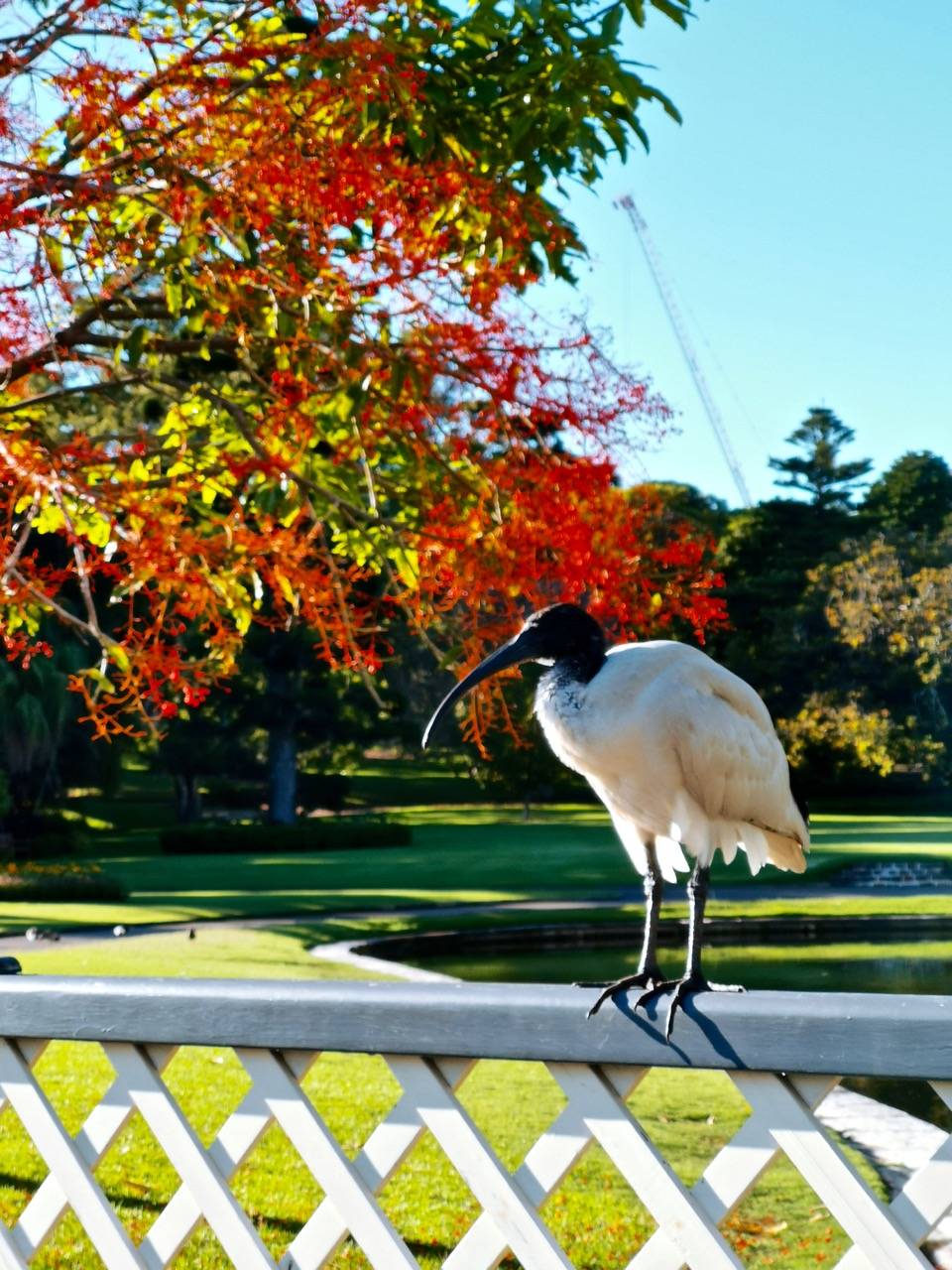 澳洲悉尼随处可见的鸟图片
