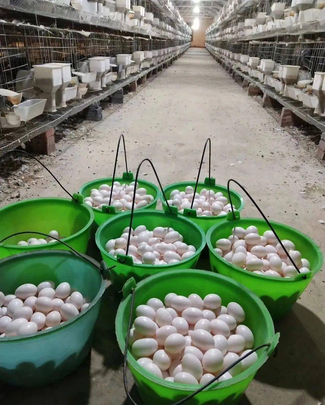 双母鸽产量低下,零星死亡,正在发生