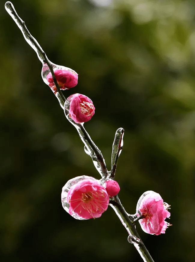 小寒:白日隐寒树,新梅暗香来_梅花便