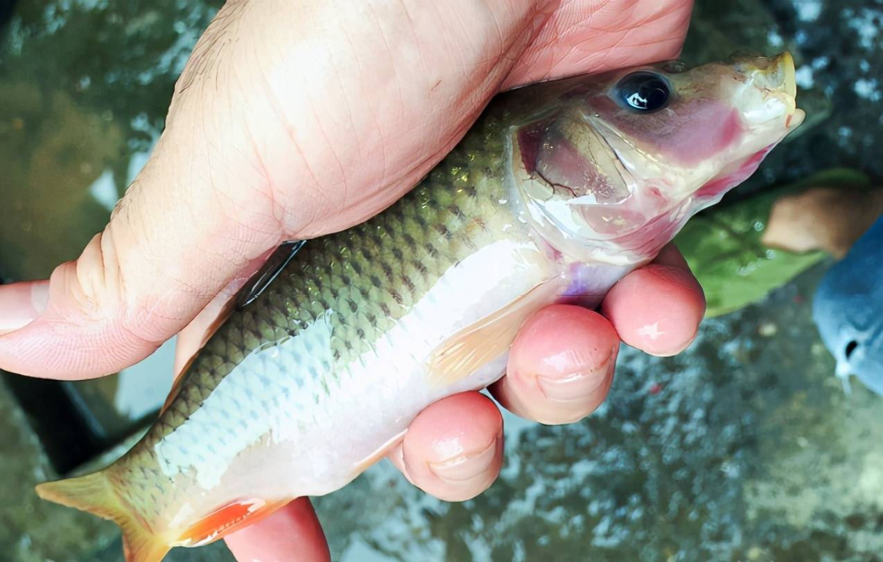 我國特有的魚,常誤認是