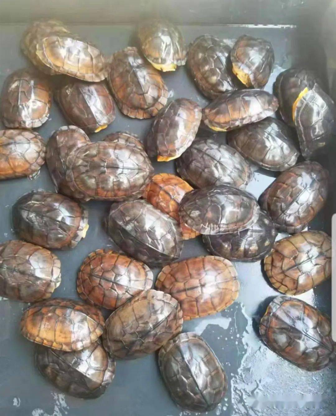 石金钱商品龟最新交易价格