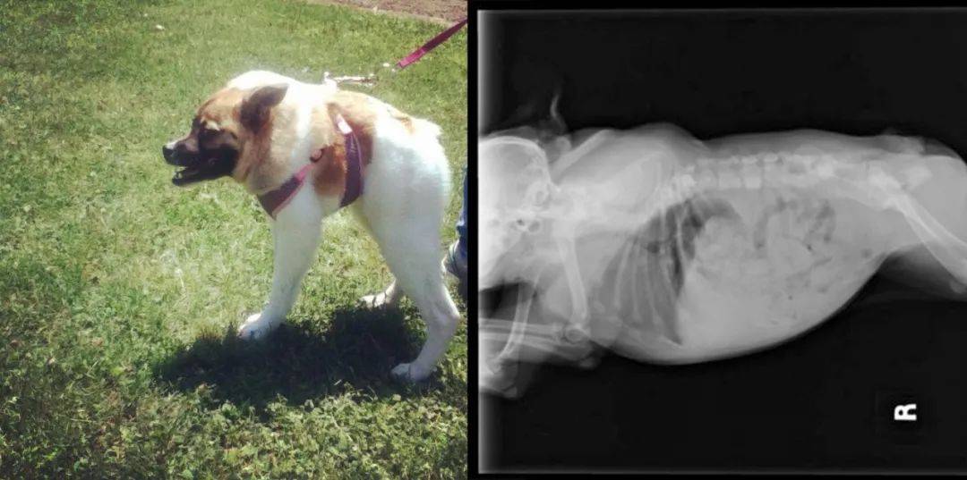 骨骼清奇的紧凑型狗子爆红,背后是一种罕见的遗传病