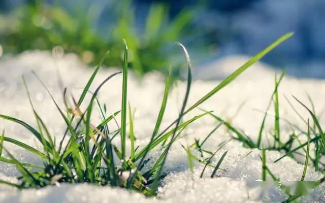 夜郎诗歌王克楠走进一棵草