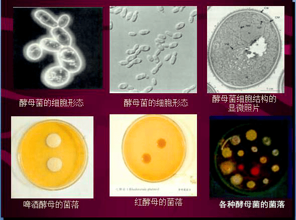 常見微生物菌落形態及消毒滅菌方式大彙總