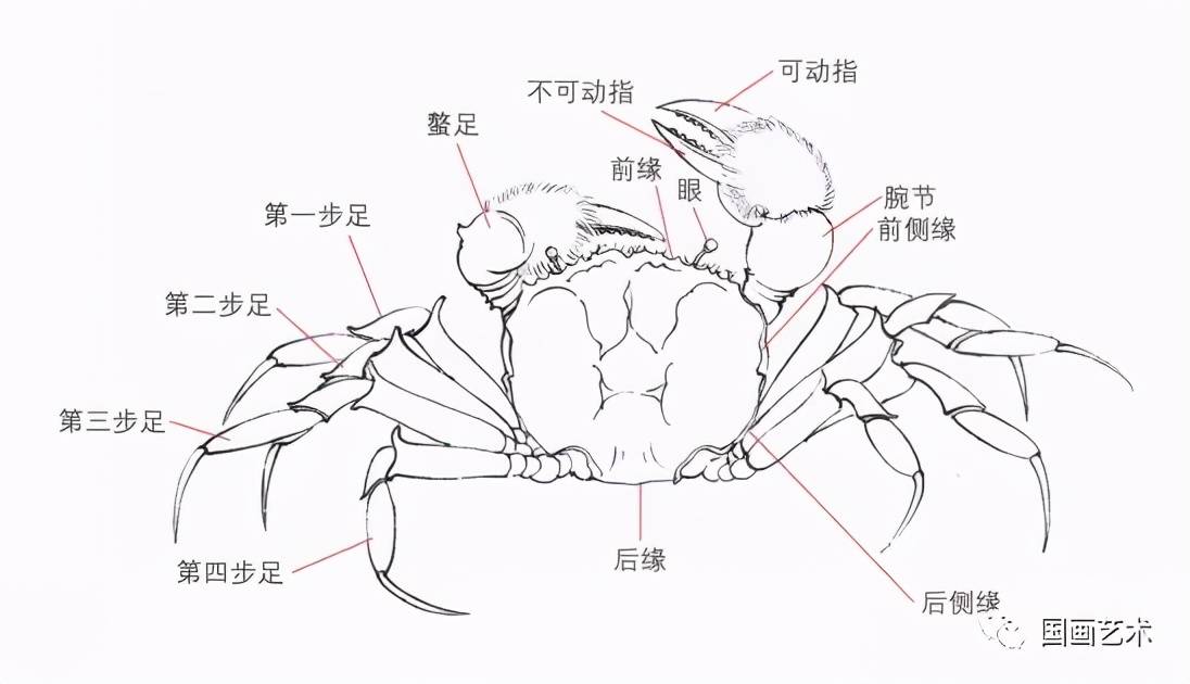 螃蟹的结构解剖图简单图片