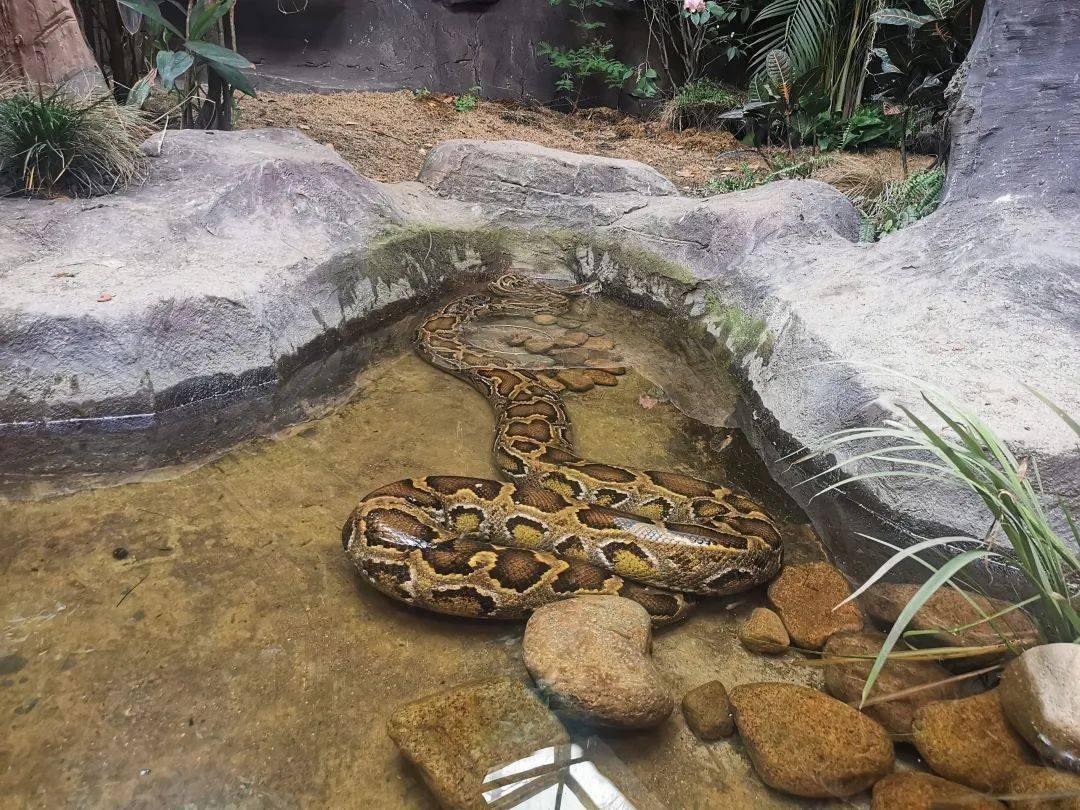 上海动物园缅甸蟒宝宝已满半岁!吐舌头呼气的样子萌化你_蟒蛇