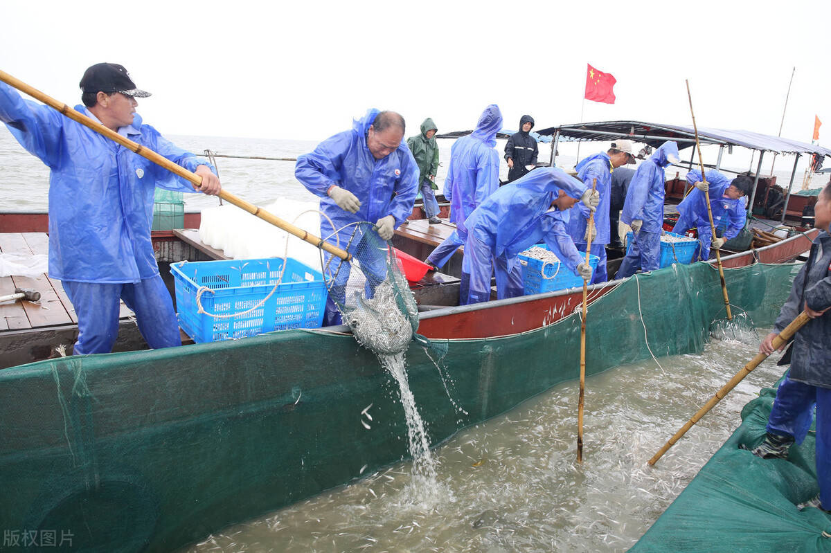 太湖的危机70年的国民鱼库蓝藻成最大心病