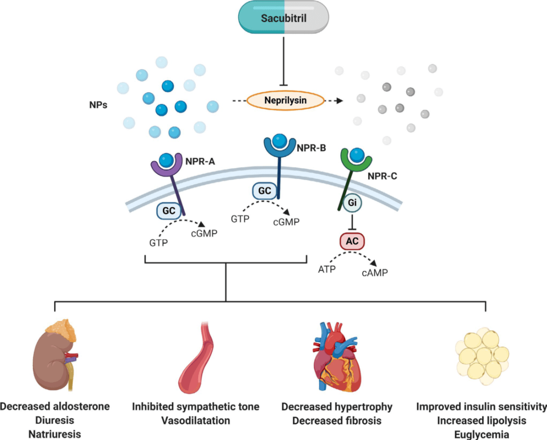 arni是亚洲高血压患者的新选择_血管