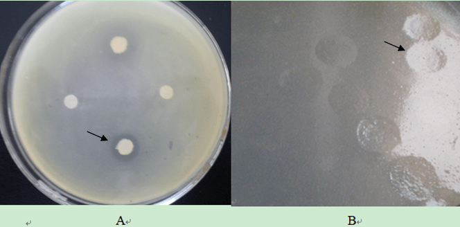 噬菌斑图片