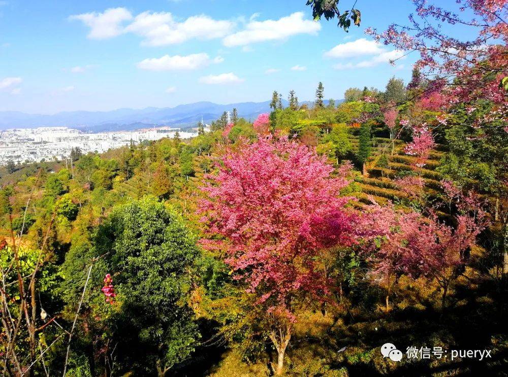 冬櫻花又紅普洱城_茶山