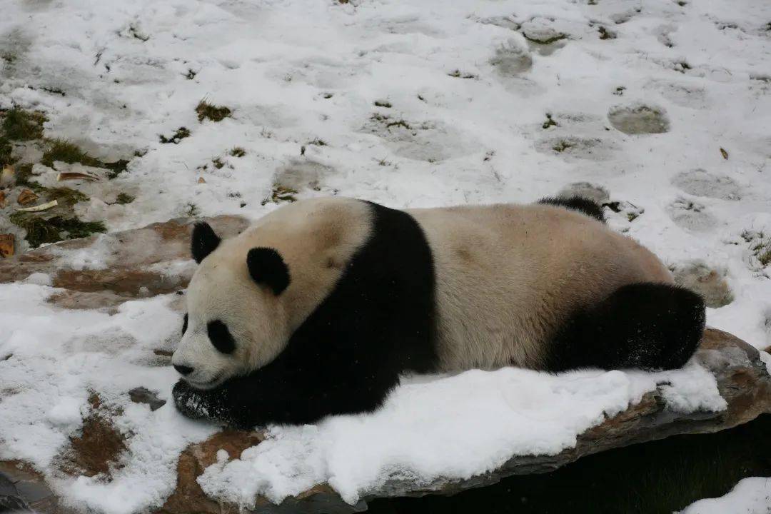 时间一分一分过去,它们有了从睡梦中苏醒的迹象,开始翻身,伸懒腰.