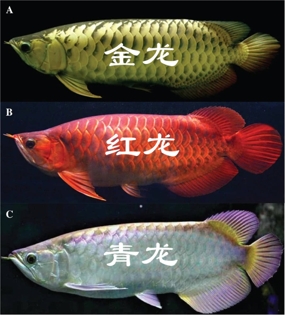 金龙鱼多少钱一条图片